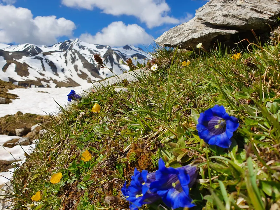 Enzian und Frühlingsblumen