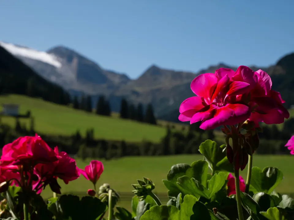 Geranien vor der Bergkulisse